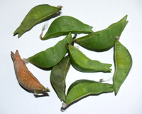 куколки бабочек Papilio palinurus